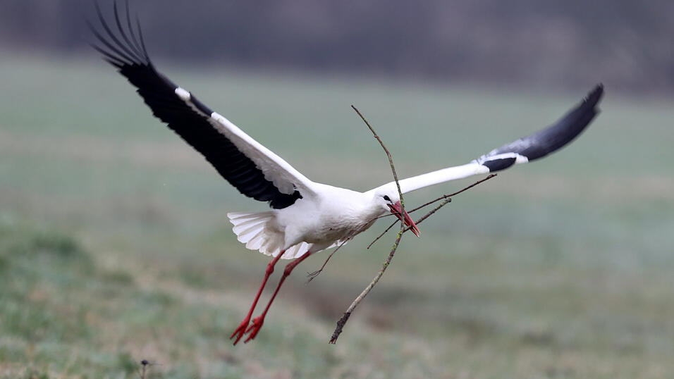 Flei&szlig;ig bringt die zur&uuml;ckgekehrte Spezies &Auml;ste ins Nest.