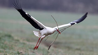 Flei&szlig;ig bringt die zur&uuml;ckgekehrte Spezies &Auml;ste ins Nest.