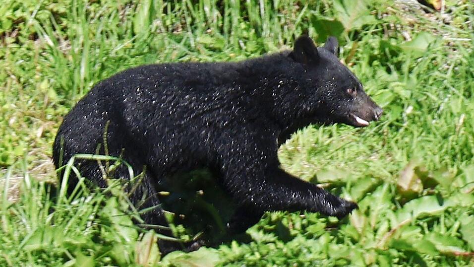 Immer mehr Menschen werden in Japan von Bären angegriffen. (Archivbild) Immer mehr Menschen werden in Japan von Bären angegriffen. (Archivbild)