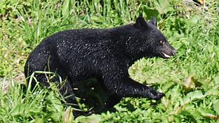 Immer mehr Menschen werden in Japan von Bären angegriffen. (Archivbild) Immer mehr Menschen werden in Japan von Bären angegriffen. (Archivbild)