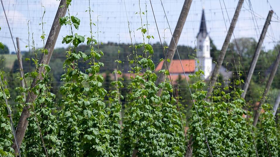 Deutschland ist das größte Anbaugebiet für Hopfen - und verzeichnete 2024 auch die größte Ernte. (Archivbild) Deutschland ist das größte Anbaugebiet für Hopfen - und verzeichnete 2024 auch die größte Ernte. (Archivbild)