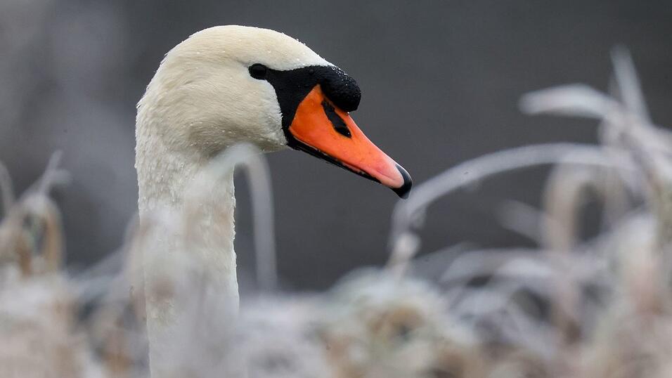 In Wei&szlig;dorf wurde ein Schwan mutma&szlig;lich mit einer Steinschleuder beschossen und verletzt. Ein Tierarzt musste das Projektil entfernen. (Symbolbild)