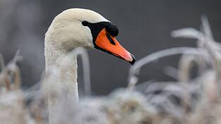 In Wei&szlig;dorf wurde ein Schwan mutma&szlig;lich mit einer Steinschleuder beschossen und verletzt. Ein Tierarzt musste das Projektil entfernen. (Symbolbild)