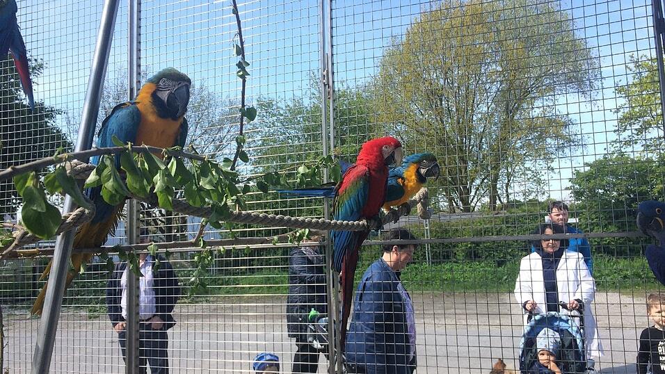 Bis zum 17. Mai gastiert der Circus Krone in Straubing. Wir haben uns angeschaut, wie es hinter den Kulissen aussieht. Bis zum 17. Mai gastiert der Circus Krone in Straubing. Wir haben uns angeschaut, wie es hinter den Kulissen aussieht.