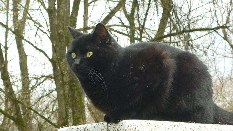 Auf was er wohl diesmal lauert?