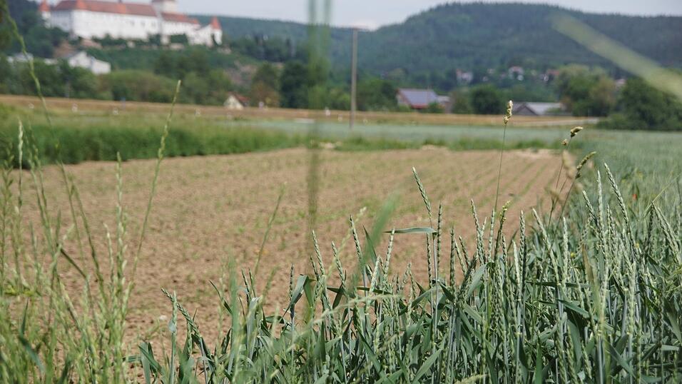 Felder bei Wörth. Die Dürre stellt Landwirte vor große Herausforderungen. Wie damit umgehen? Felder bei Wörth. Die Dürre stellt Landwirte vor große Herausforderungen. Wie damit umgehen?
