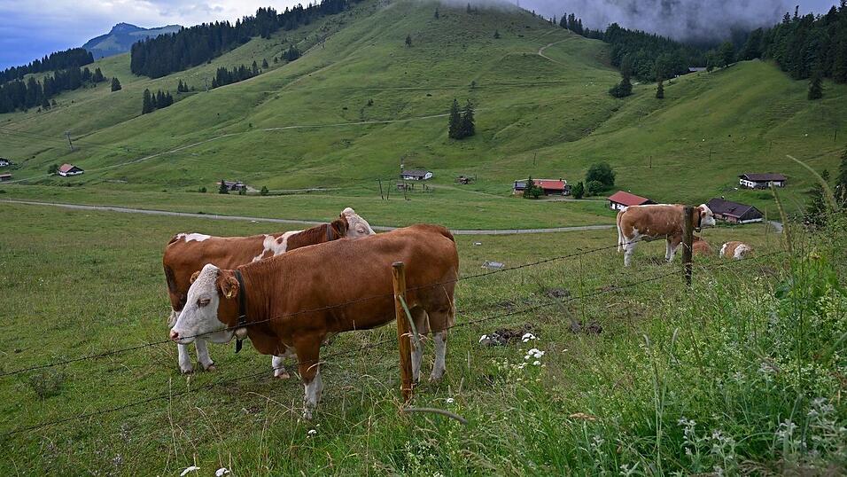 Eigentlich haben Jungrinder auf der Stra&szlig;e nichts verloren. (Symbolbild)