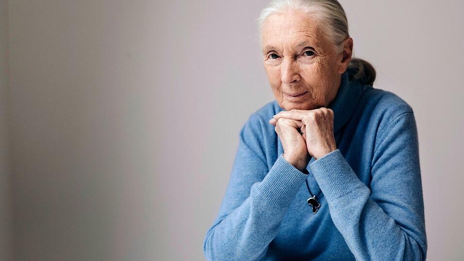Die berühmte Schimpansenforscherin Jane Goodall ist im Alter von 91 Jahren gestorben. (Archivbild) Die berühmte Schimpansenforscherin Jane Goodall ist im Alter von 91 Jahren gestorben. (Archivbild)