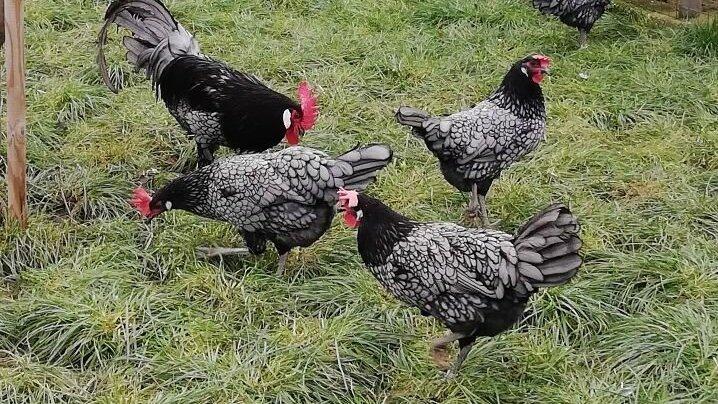 „Andalusier Hühner blaugesäumt“ nennt sich diese seltene Haushuhnrasse, die Markus Dengler in Niederwinkling züchtet. Der erfahrene Kleintierzüchter setzt sich schon seit Jahren für eine Impfung gegen die Vogelgrippe ein. „Andalusier Hühner blaugesäumt“ nennt sich diese seltene Haushuhnrasse, die Markus Dengler in Niederwinkling züchtet. Der erfahrene Kleintierzüchter setzt sich schon seit Jahren für eine Impfung gegen die Vogelgrippe ein.