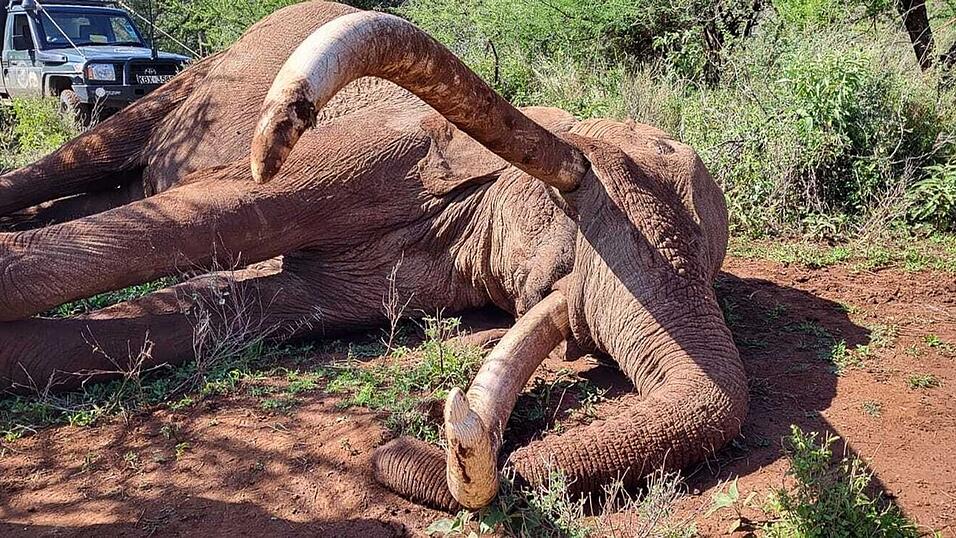 Craig zeugte mehrere K&auml;lber und trug damit zur Weitergabe seltener genetischer Merkmale bei.