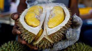 Verursacht einen üblen Geruch: Eine Durian-Frucht der Sorte 'Musang King'. (Symbolfoto)