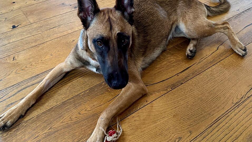 Taja hat sich nach ihrer Rückkehr wieder erholt. Taja hat sich nach ihrer Rückkehr wieder erholt.