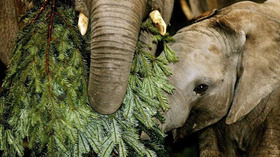 Schmeckt nicht, gibt's nicht: Tannenbäume werden in Zoos an Elefanten und andere Tiere verfüttert. Schmeckt nicht, gibt's nicht: Tannenbäume werden in Zoos an Elefanten und andere Tiere verfüttert.