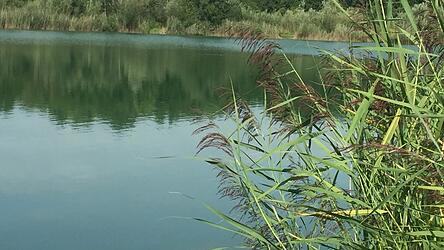 Gerade im Landkreis Deggendorf laden Baggerweiher und kleine Seen zum Abkühlen ein. Doch die Wasserqualität leidet unter den hohen Temperaturen. Gerade im Landkreis Deggendorf laden Baggerweiher und kleine Seen zum Abkühlen ein. Doch die Wasserqualität leidet unter den hohen Temperaturen.
