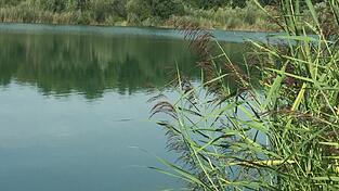 Gerade im Landkreis Deggendorf laden Baggerweiher und kleine Seen zum Abkühlen ein. Doch die Wasserqualität leidet unter den hohen Temperaturen. Gerade im Landkreis Deggendorf laden Baggerweiher und kleine Seen zum Abkühlen ein. Doch die Wasserqualität leidet unter den hohen Temperaturen.