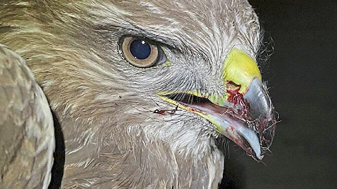 Bis auf ein bisschen Blut am Schnabel wirkte dieser Mäusebussard gesund. Doch der Verdacht liegt nah, dass das Tier bei Puchhof nur deshalb gegen ein Fahrzeug geprallt ist, weil es durch Gift geschwächt war. Bis auf ein bisschen Blut am Schnabel wirkte dieser Mäusebussard gesund. Doch der Verdacht liegt nah, dass das Tier bei Puchhof nur deshalb gegen ein Fahrzeug geprallt ist, weil es durch Gift geschwächt war.