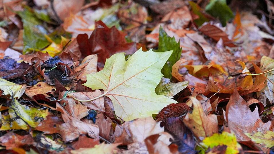 Der «Goldene Herbst» kam kaum zum Vorschein - die Sonne schien deutlich zu wenig. Der «Goldene Herbst» kam kaum zum Vorschein - die Sonne schien deutlich zu wenig.