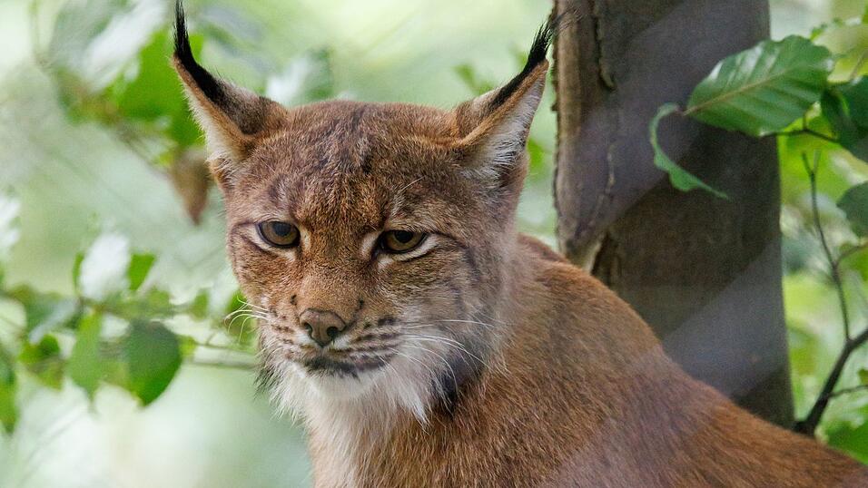 Ein Eurasicher Luchs (Lynx lynx) sitzt im Tiergarten in seinem Gehege.