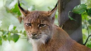 Ein Eurasicher Luchs (Lynx lynx) sitzt im Tiergarten in seinem Gehege.