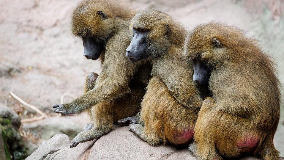 Um die Paviane im Tiergarten N&uuml;rnberg gab es gro&szlig;en Wirbel. (Archivbild)