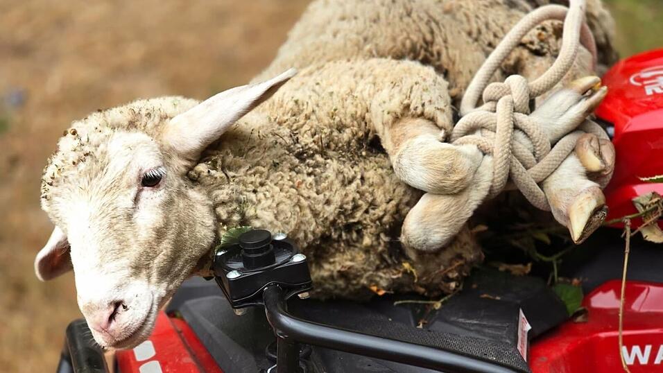 Das Schaf soll zuvor von seiner Herde getrennt worden sein. Das Schaf soll zuvor von seiner Herde getrennt worden sein.