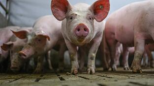 Etwa 13 Prozent der bayerischen Schweine befinden sich im Landkreis Landshut.(Symbolbild) Etwa 13 Prozent der bayerischen Schweine befinden sich im Landkreis Landshut.(Symbolbild)