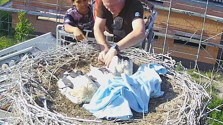 Markus Schmidberger vom LBV hat die Blaibacher Jungst&ouml;rche beringt und sie mit den GPS-Trackern ausgestattet.