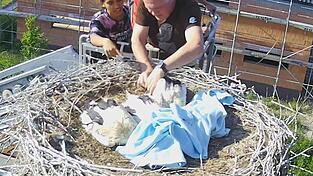 Markus Schmidberger vom LBV hat die Blaibacher Jungstörche beringt und sie mit den GPS-Trackern ausgestattet. Markus Schmidberger vom LBV hat die Blaibacher Jungstörche beringt und sie mit den GPS-Trackern ausgestattet.
