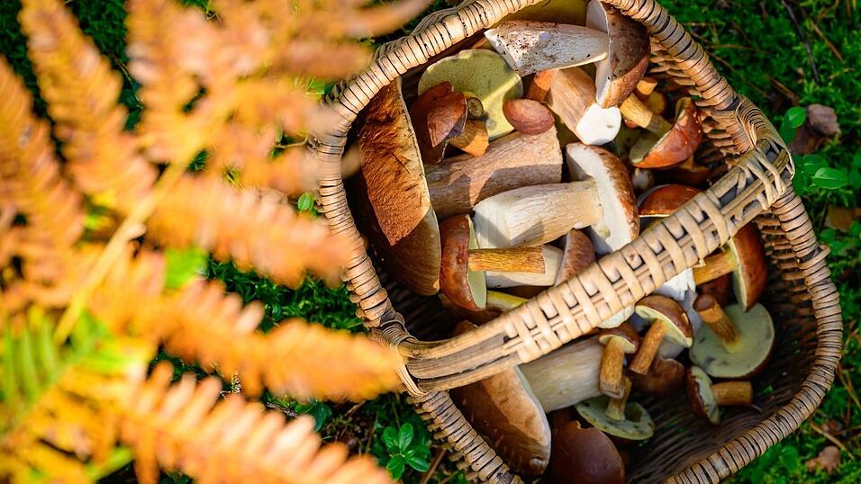 Ein Korb prall gefüllt mit Pilzen – damit können Sammler in Bayern derzeit nicht rechnen: Nach dem trockenen Sommer fällt sie Ausbeute vielfach mau aus. (Archivbild) Ein Korb prall gefüllt mit Pilzen – damit können Sammler in Bayern derzeit nicht rechnen: Nach dem trockenen Sommer fällt sie Ausbeute vielfach mau aus. (Archivbild)