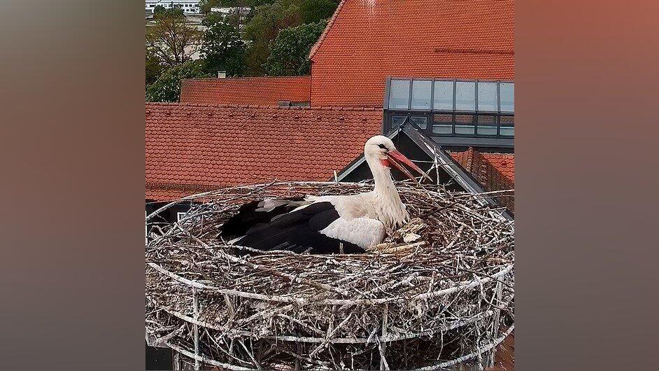 Die Webcam von Sport Erdl l&auml;sst am Aufwachsen des Storchennachwuchses teilhaben.