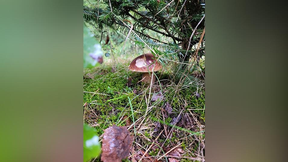 Nicole Weinzierl ist fast täglich im Umkreis von Stallwang unterwegs, um Schwammerl zu suchen und schöne Schnappschüsse wie diesen zu machen. Nicole Weinzierl ist fast täglich im Umkreis von Stallwang unterwegs, um Schwammerl zu suchen und schöne Schnappschüsse wie diesen zu machen.