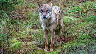 Jungwolf in einem Gehege. In Unterfranken hat ein Wolf mindestens ein Schaf gerissen. (Archivbild)