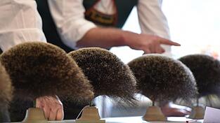 Jurymitglieder begutachten bei der Gamsbart-Olympiade die eingereichten Bärte. Jurymitglieder begutachten bei der Gamsbart-Olympiade die eingereichten Bärte.