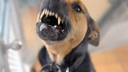 Wie die Polizei berichtet, schaffte es der Hund trotz Leine, auf die Radfahrerin loszugehen. (Symbolbild)