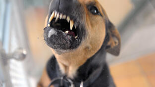 Wie die Polizei berichtet, schaffte es der Hund trotz Leine, auf die Radfahrerin loszugehen. (Symbolbild)