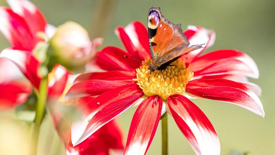 Ein Tagpfauenauge auf einer Gladiolenbl&uuml;te. Manche anderen &bdquo;Schmetterlinge&ldquo; sind auch sch&ouml;n anzusehen, aber es gibt da ein Problem.