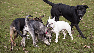 Im besten Fall toben große und kleine Hunde friedlich auf der neuen Hundewiese. Aholmings Bürgermeister Martin Betzinger kündigte an, nach einer Erprobungsphase zu entscheiden, ob Aholming eine eigene Hundespielwiese bekommt.