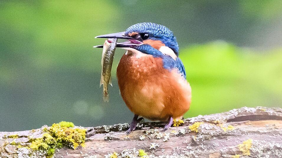 In wärmeren Wintern findet der Eisvogel besser Nahrung. (Archivbild) In wärmeren Wintern findet der Eisvogel besser Nahrung. (Archivbild)