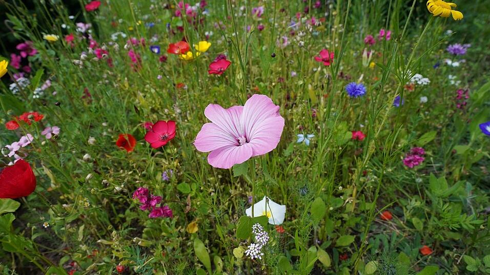 Auch wenn bei weitem nicht jede Blumenwiese so voller Bl&uuml;ten steht: Sie ist wertvoll f&uuml;r Lebewesen. (Archivbild)