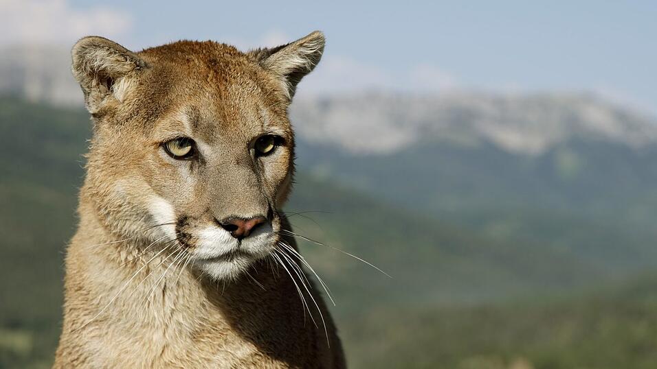 Eigentlich unter anderem in Nordamerika beheimatet: der Puma, auch Berglöwe genannt. (Symbolbild) Eigentlich unter anderem in Nordamerika beheimatet: der Puma, auch Berglöwe genannt. (Symbolbild)