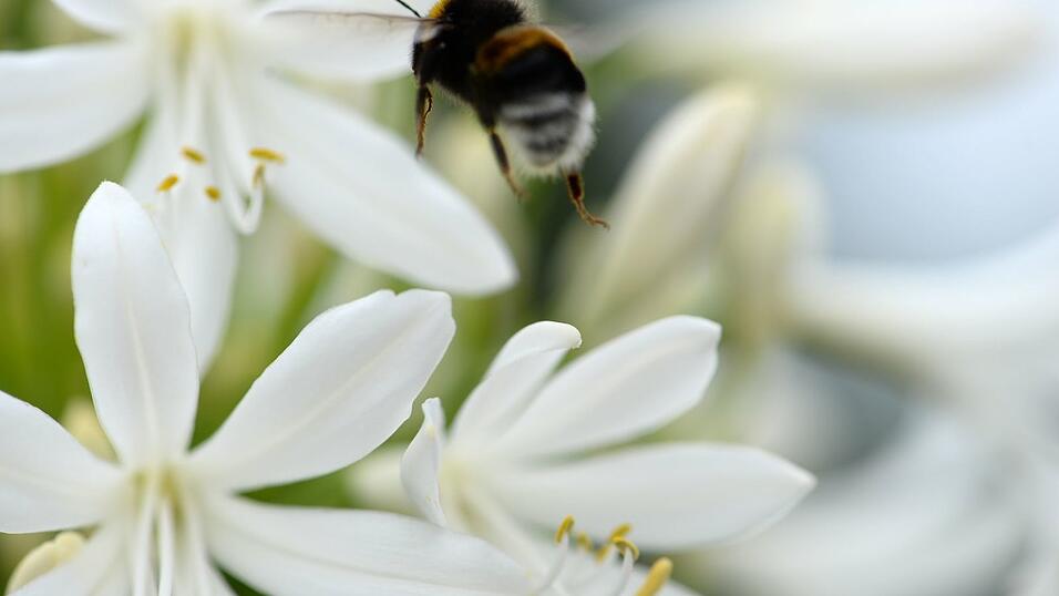 Hummeln stechen erst dann zu, wenn sie keinen anderen Ausweg mehr sehen.