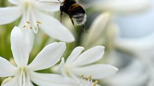 Hummeln stechen erst dann zu, wenn sie keinen anderen Ausweg mehr sehen.