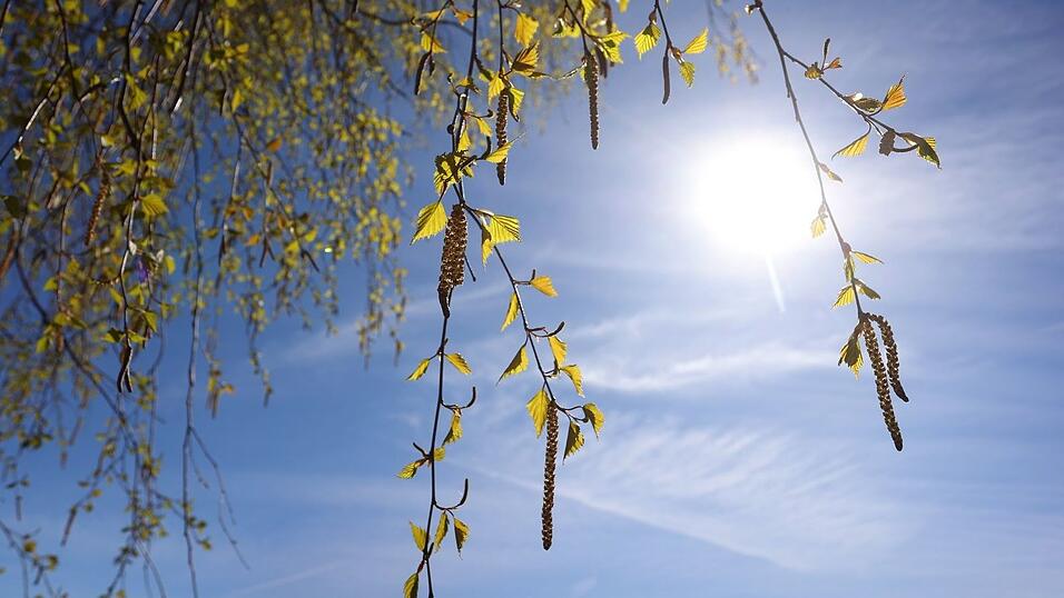 Birkenpollen k&ouml;nnen teils Hunderte Kilometer weit getragen werden. (Archivbild)