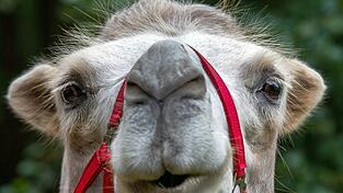 'Kellergang' - eine Kurzgeschichte von Annalena Leitermann