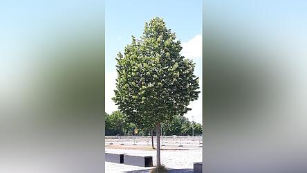 Die Silberlinden am Hagen sch&uuml;tzen sich mit einem Trick vor der Hitze: Sie drehen die flaumbesetzte Blattunterseite in Richtung Sonne.