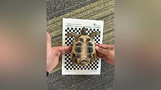Die Fotodokumentation der griechischen Landschildkröte hat die Naturschutzbehörde vorgenommen. Die Fotodokumentation der griechischen Landschildkröte hat die Naturschutzbehörde vorgenommen.