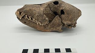 Dieser Hund lebte vor mehr als 5800 Jahren in Altdorf. Dieser Hund lebte vor mehr als 5800 Jahren in Altdorf.