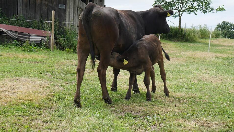 Sein neuestes Projekt: Wagyu-Rinder. Sein neuestes Projekt: Wagyu-Rinder.