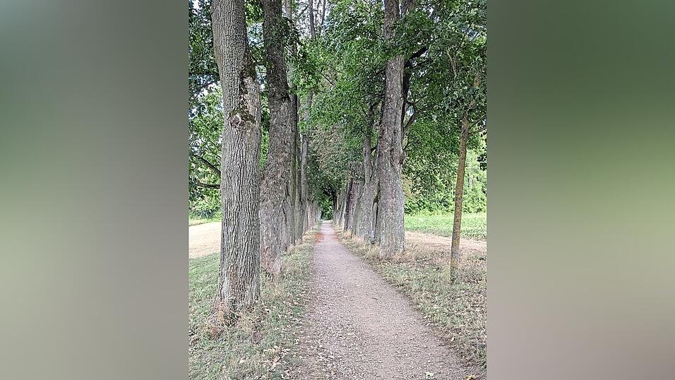 Der Weg führt weitgehend über naturbelassene Feld- und Waldwege.