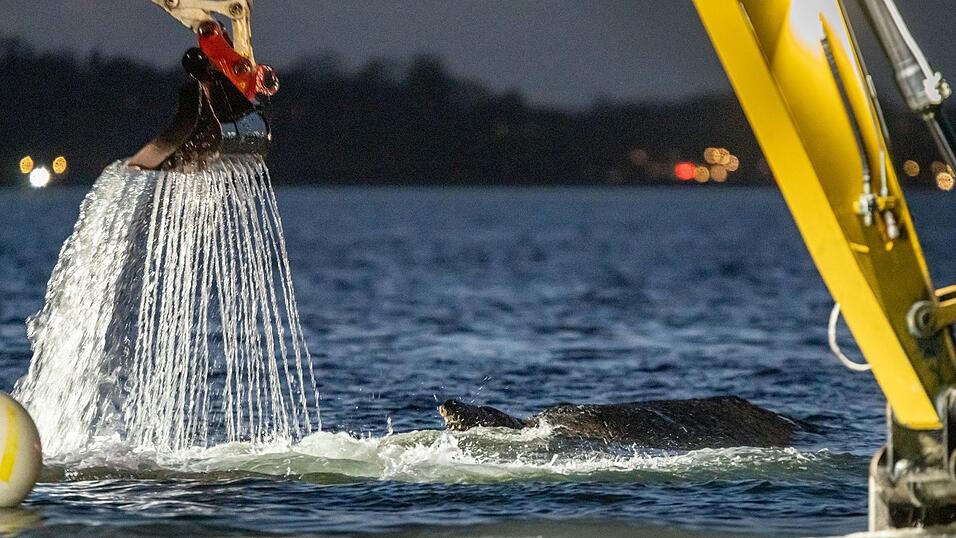 F&uuml;r die Rettung des Wals war eine Rinne ausgehoben worden.